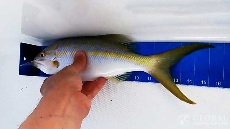 measuring a yellowtail