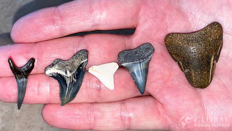 Megalodon shark great white shark bull shark snaggletooth shark and sand tiger shark teeth