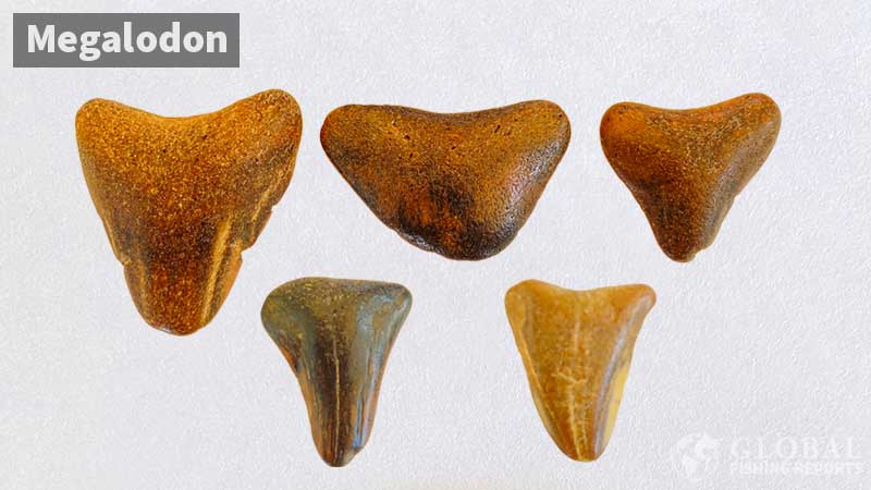Megalodon shark teeth