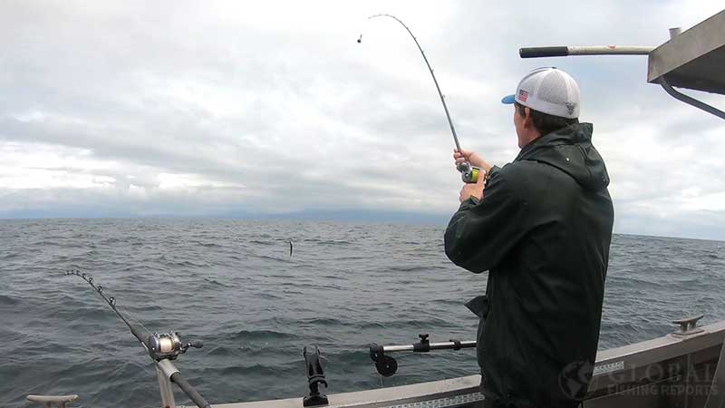 mooching for lingcod