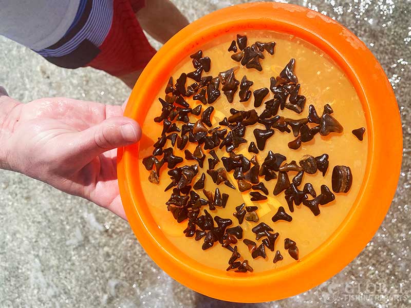 Over one hundred shark teeth found at a beach in Florida