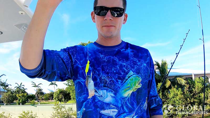 piece of ballyhoo on jig for snapper fishing