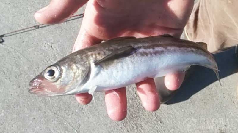 pollock caught in Alaska