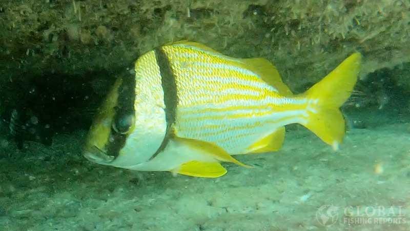 porkfish grunt under a dedge