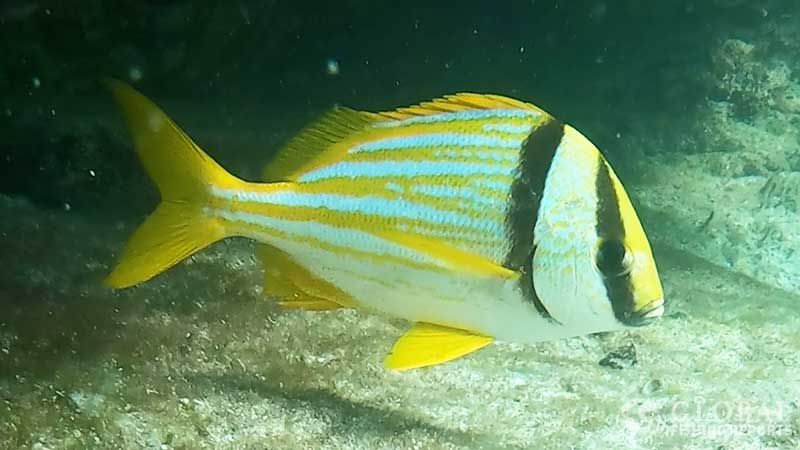 porkfish grunt