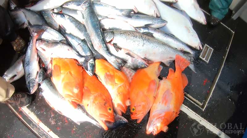 rockfish halibut and salmon