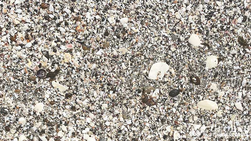 sand with shells rocks and coral