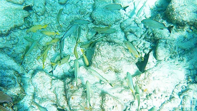 school of french and blue striped grunts on the reef