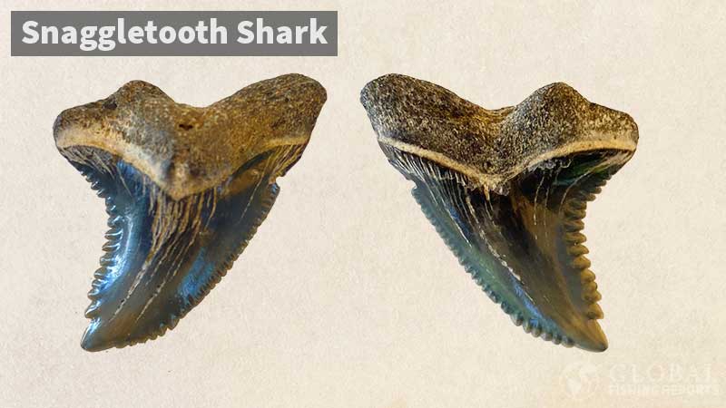 Snaggletooth shark tooth
