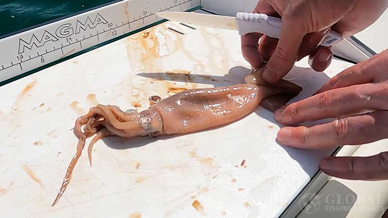 squid for snapper bait