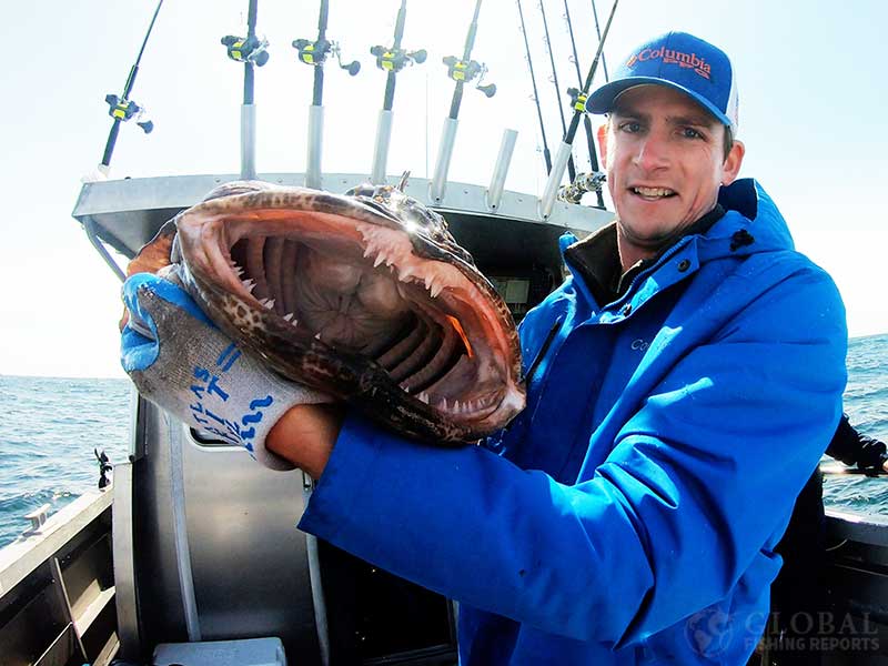 teeth of a lingcod