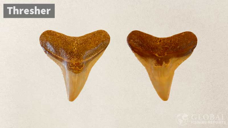 Thresher shark tooth