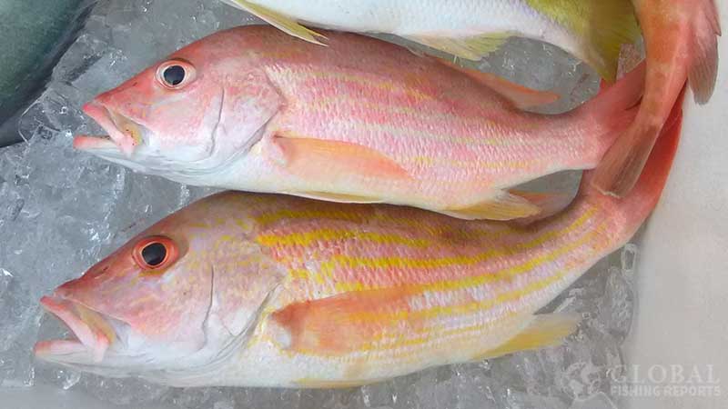 Snapper 700 best sale