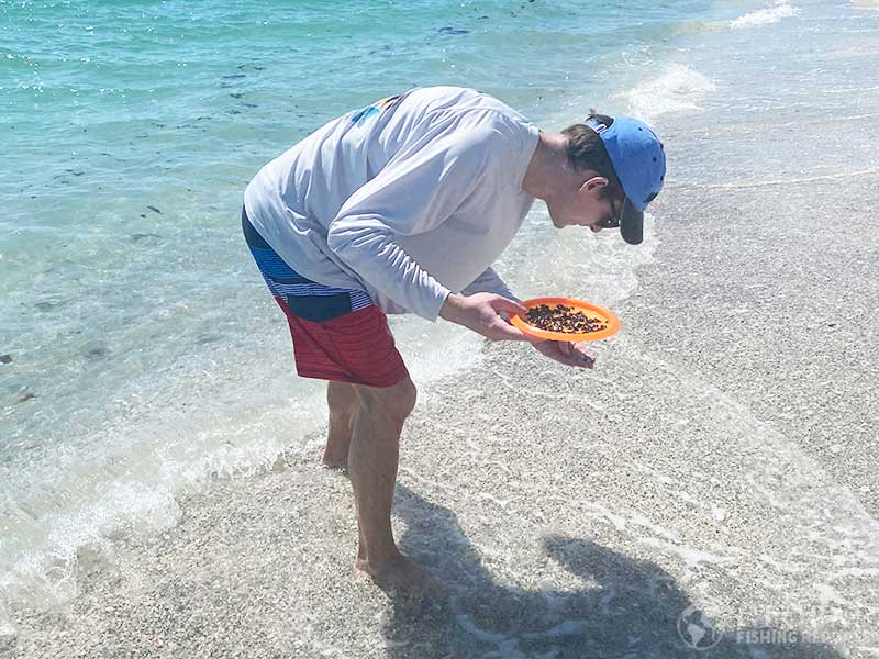 Walking the beach looking for shark teeth