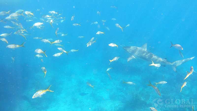 yellowtail snapper and a reef shark on a coral reef