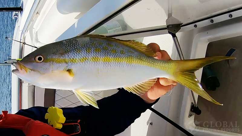 yellowtail snapper caught in the florida keys