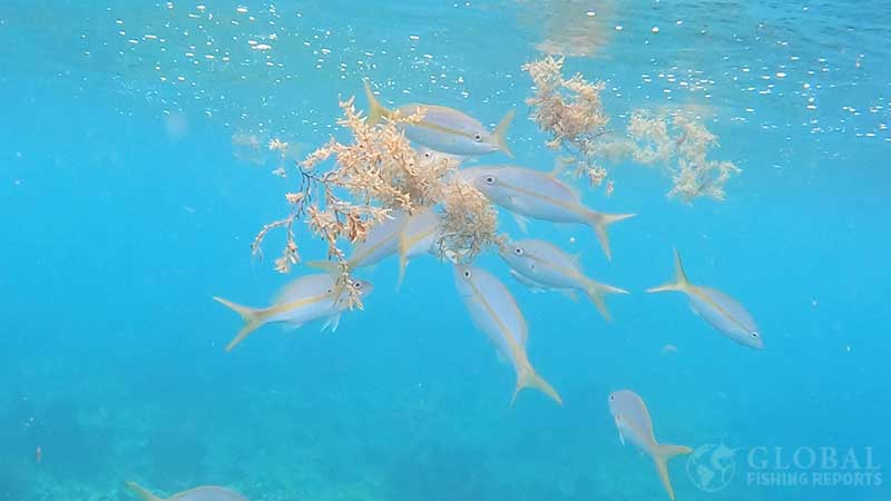 yellowtail snapper eating seeds in sargassum weed