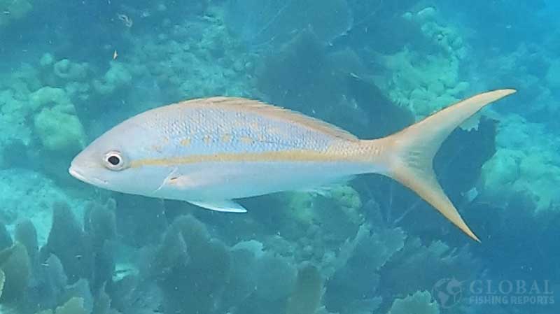 yellowtail snapper identification photo