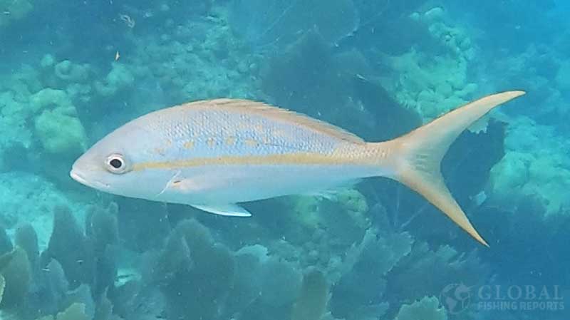 yellowtail snapper identification photo