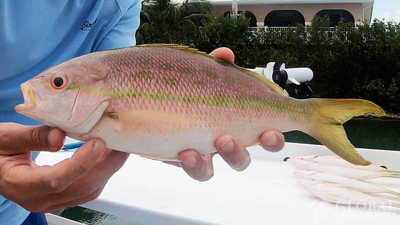 yellowtail snapper in florida