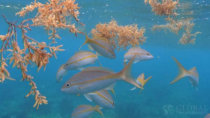 yellowtail snapper in sargassum weed